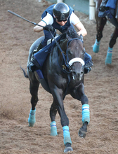 【天保山Ｓ・金曜気配】復帰２戦目のケイアイアニラは活気十分　吉岡調教師「非常に状態は上がっています」