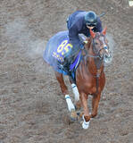 「【有馬記念】ビザンチンドリームが左前脚のフレグモーネで回避決定　アラタが繰り上がりへ」の画像1