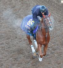 【有馬記念】ビザンチンドリームが左前脚のフレグモーネで回避決定　アラタが繰り上がりへ