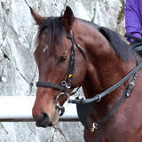 「【共同通信杯】３連単は１００倍以下が３８通りと割れ気味　噂の大物候補が２・４倍で１番人気に」の画像1