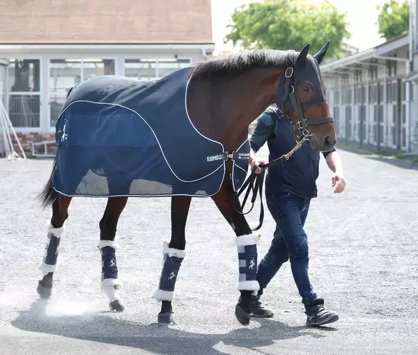 【注目馬動向】ブローザホーンは阪神大賞典で復帰　天皇賞・春を目指す　フォーチュンタイムは京王杯ＳＣへ