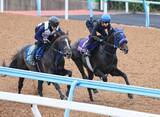 「【日本ダービー】２週連続で騎乗のレーン騎手がアウダーシアに上々の手応え　「先週と比べて上がっている」」の画像1