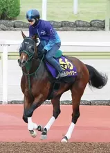 【安田記念】パンジャタワーは万全の態勢で東京競馬場に到着！　あとは距離だけも陣営「力を信じてやってきている」