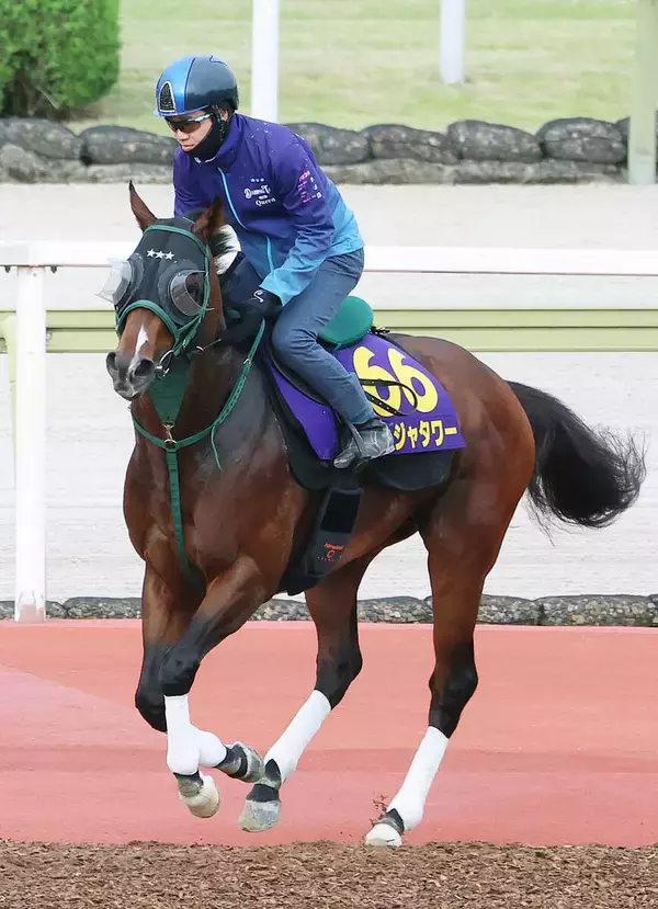 【安田記念】パンジャタワーは万全の態勢で東京競馬場に到着！　あとは距離だけも陣営「力を信じてやってきている」