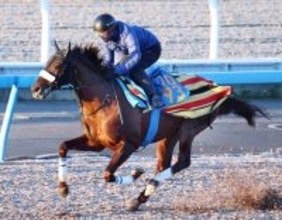 【中日新聞杯】仕上がりも切れ味も上々なシンハナーダ　国枝調教師「相変わらず具合はいい」