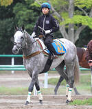 「【京王杯ＳＣ】ララマセラシオンが全４勝を挙げる７ハロンで重賞初Ｖへ　大竹調教師「条件は今回の方がいい」」の画像1