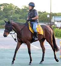 【注目馬動向】ニシノティアモはアイルランドＴを目標　ポッドベイダーはクラスターＣでダートに再挑戦