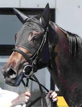 【１９日の注目・函館９Ｒ】２戦ともに持ったまま！　大器モンローウォークが無傷３連勝で第２のファインモーションへ突き進む