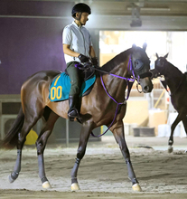 【今週のトク注新馬】大物候補チェスティーノが３０日デビュー　鹿戸調教師は「そういう方面に...」と将来を期待