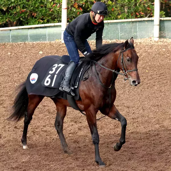 【きさらぎ賞・水納の特注馬】ローベルクランツの前走は不利があり度外視可能　能力は重賞でも通用する