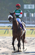 【フェブラリーＳ】国枝調教師ラストＧ１のシックスペンスは９着　戸崎圭太騎手「終始左に傾くところがあって...」