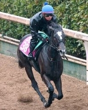 【注目馬動向】チューリップ賞２着のナムラコスモスは優先出走権獲得の桜花賞へ　鞍上は引き続き田口貫太騎手