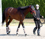 「【皐月賞・金曜調整】「レースを使うのが１番の仕上げる方法」　野中調教師が経験豊富なマテンロウゲイルで大駆け狙う　」の画像1