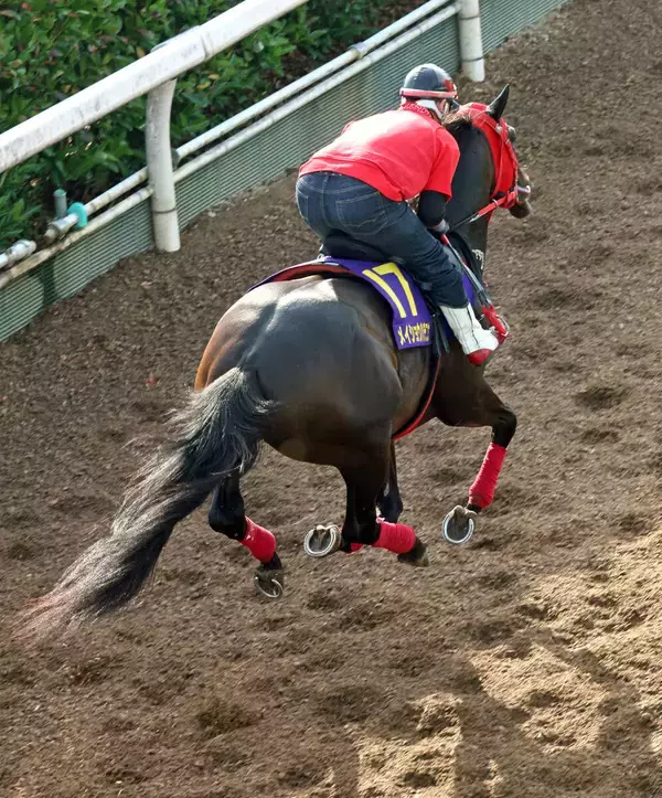 【Ｇ１トク捜リレー】メイショウハチコウの前走は中身の濃い内容　父ロジャーバローズ同様に波乱を呼ぶか　理貴記者が注目