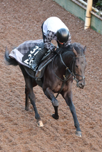 【シンザン記念・理貴の特注馬】経験豊富なルートサーティーン　淀のマイルで重賞初制覇に期待