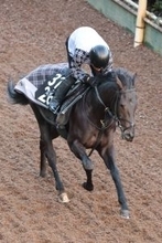 【シンザン記念・理貴の特注馬】経験豊富なルートサーティーン　淀のマイルで重賞初制覇に期待