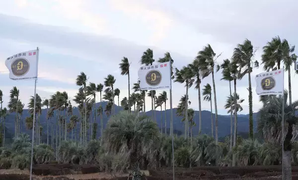 【巨人】８日の宮崎キャンプは最低気温１度　雪なしも強風　異例の大寒波予報