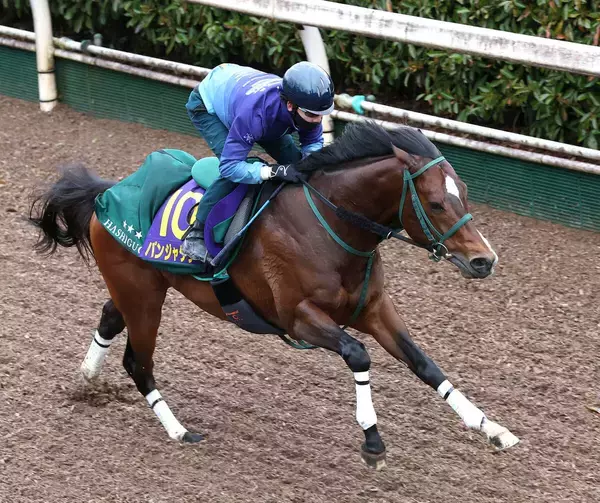 「【高松宮記念】サウジ遠征帰厩後３度追い切り“１０日仕上げ”のパンジャタワーは「力を出せる状態」」の画像