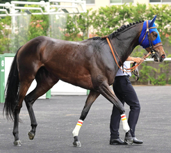 【注目馬動向】３連勝でオープン入りのマリアイリダータはチャレンジＣで重賞初挑戦へ　前走はレコードで圧勝