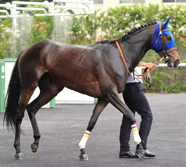 【注目馬動向】３連勝でオープン入りのマリアイリダータはチャレンジＣで重賞初挑戦へ　前走はレコードで圧勝