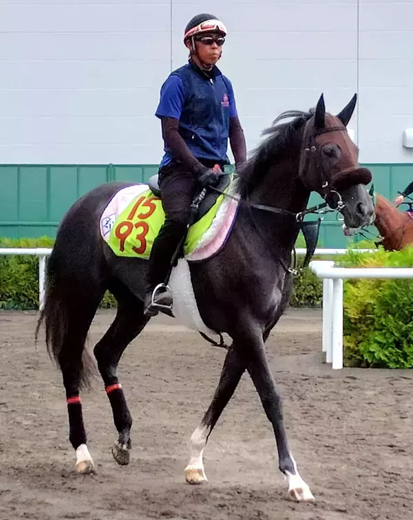 【ＰＯＧ】札幌で重賞ＶのＧ１馬の母アエロリットに続け　３番子のイルリサットが今週の芝１８００メートルで初陣へ
