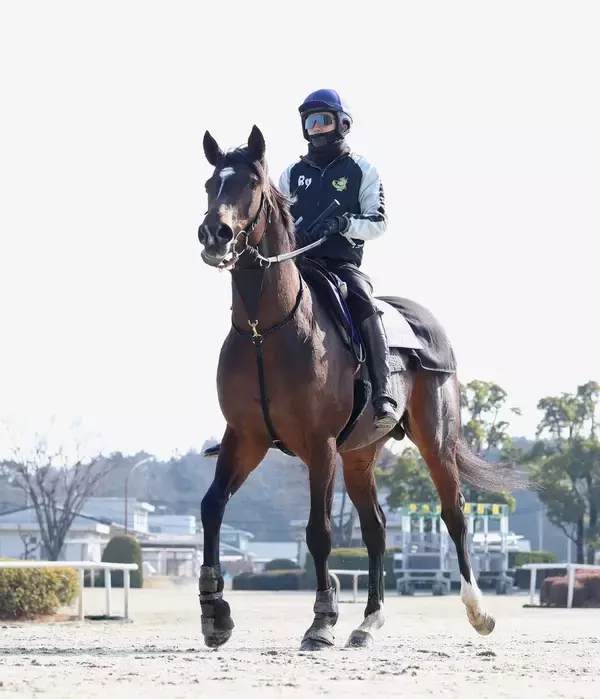 【フェブラリーＳ】「調教師も喜んでいました」ラムジェットは充実期　陣営「具合は本当にいいです。今が一番」