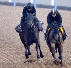 【報知杯弥生賞・１週前】パントルナイーフ重賞連勝へ余力十分の動き　陣営はバランス、精神面の上昇を確信