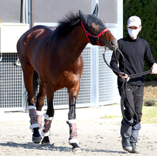 【注目馬動向】皐月賞１０着のマテンロウゲイルはスタートを悔やむ　次走は日本ダービーへ　野中調教師「ゲートが全てですね」