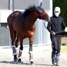 【注目馬動向】皐月賞１０着のマテンロウゲイルはスタートを悔やむ　次走は日本ダービーへ　野中調教師「ゲートが全てですね」