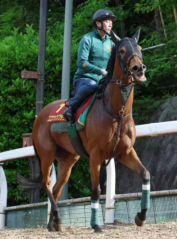 【ヴィクトリアＭ】ココナッツブラウンの好走へのポイントは？　上村調教師「決め手はひけを取らないと思う」