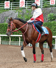 【青函Ｓ・金曜気配】「さすが世界のステージです」１年半ぶり芝１２００メートル参戦のアメリカンステージは泰然自若