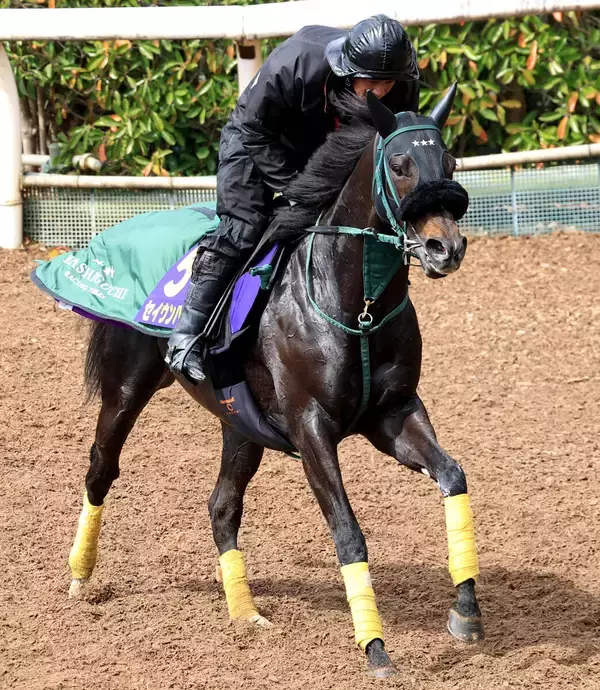 【大阪杯】「外が良かったですね…」橋口調教師は苦笑い　作戦も明かす！？　２枠３番からスタートのセイウンハーデス　