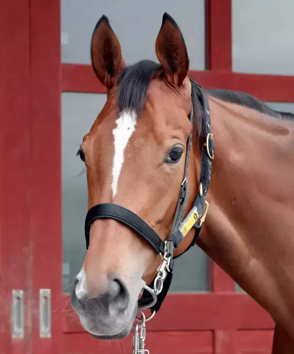 【天皇賞・春】牝馬７３年ぶりのＶを目指すホーエリートは８枠１４番　田島調教師「決められた枠で頑張ってもらう」