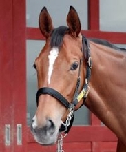 【天皇賞・春】牝馬７３年ぶりのＶを目指すホーエリートは８枠１４番　田島調教師「決められた枠で頑張ってもらう」