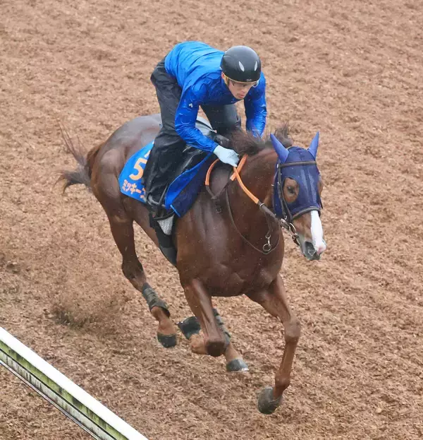 【帝王賞】「今日もいい頃のミッキーファイトの動きでした」田中博調教師は手応え　いざ連覇へ！坂路単走で躍動