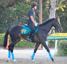 【ＰＯＧ】新種牡馬オジュウチョウサン産駒のタクミオジュウは動きも柔らかく走りも素軽い　スター候補誕生に陣営期待