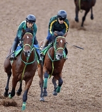 【サウジアラビアＲＣ】サトノハクマイは新馬完勝からの“おかわりＶ”狙う　斎藤誠調教師「勝負になると思います」