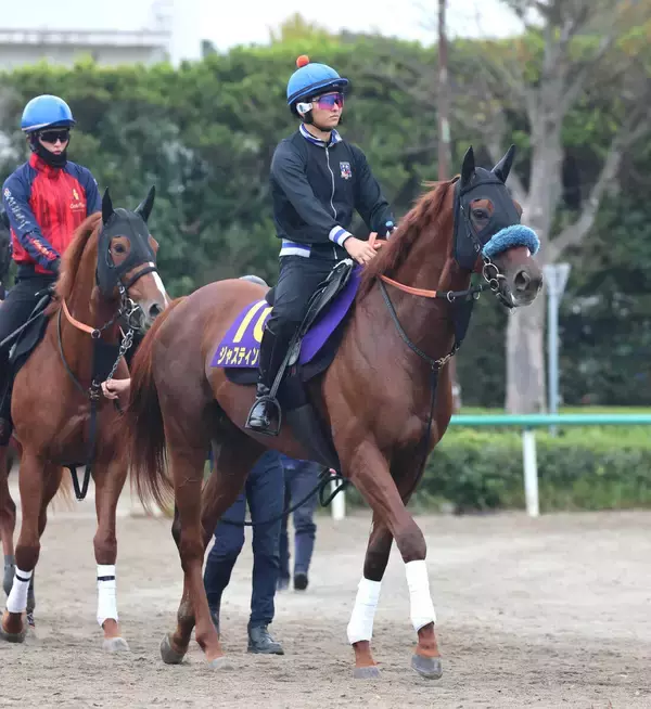 【菊花賞・金曜気配】ジャスティンシカゴは角馬場で好気配　宮田調教師は「男になってほしいですね」と原優介騎手にエール
