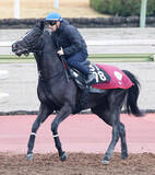 「【ＰＯＧ】セレクト１・７億円馬ダノンミッドナイトが２７日デビュー　陣営「追い切りではそれなりに動けている」」の画像1