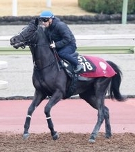 【ＰＯＧ】セレクト１・７億円馬ダノンミッドナイトが２７日デビュー　陣営「追い切りではそれなりに動けている」