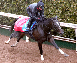 【京都記念】菊花賞２着のエリキングは不良の坂路でも軽快　中内田調教師「さらなる飛躍を期待」