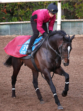 【注目馬動向】エリキングは引き続き川田将雅騎手で天皇賞・春へ　　長距離適性は十分！待望のＧ１タイトルを狙う
