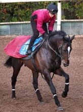 【注目馬動向】エリキングは引き続き川田将雅騎手で天皇賞・春へ　　長距離適性は十分！待望のＧ１タイトルを狙う