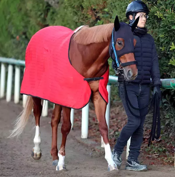 「【注目馬動向】サウジアラビアＲＣの勝ち馬エコロアルバはＮＨＫマイルＣへ　鞍上は横山和生騎手」の画像
