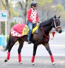 【注目馬動向】ラヴァンダは予定通りヴィクトリアマイルへ　ヤブサメは武豊騎手で京王杯ＳＣへ