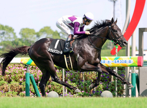 【中京６Ｒ・木曽川特別】伯父は日本ダービー馬マカヒキ　サヴォアフェールが２馬身半差で完勝