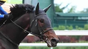 【ＢＣスプリント】日本馬初の歴史的快挙！テーオーエルビスがＶ　米ダートＧ１連勝