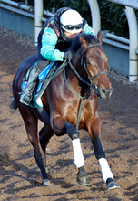 【京都金杯】キープカルムはパワフルに登坂　中竹調教師「ずっと乗っている助手が弾んで良かったですよと」