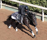 「【シンザン記念】ルートサーティーンは坂路で軽快　辻野調教師「将来が楽しみになるような走りを見せてほしい」」の画像1