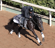 【シンザン記念】ルートサーティーンは坂路で軽快　辻野調教師「将来が楽しみになるような走りを見せてほしい」